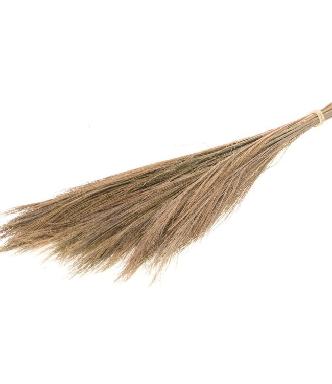 Broom grass natural dried flowers | Length ± 65 cm | Per bunch of 100 grams