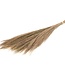 Broom grass natural dried flowers | Length ± 65 cm | Per bunch of 100 grams