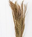 Besengras natürliche Trockenblumen | Länge ± 65 cm | Pro Bund 100 Gramm