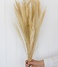 Broom gras gebleekt wit droogbloemen | Lengte ± 65 cm | Per bos van 100 gram