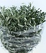 Fresh olive branches | Per 400 grams | Length 65 centimetres