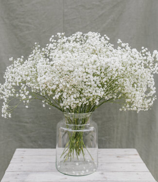 Fresh white gypsophila per 25 stems