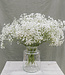 MyFlowers Fresh white gypsophila per 25 stems