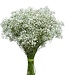 Gypsophile fraîche | 25 branches | Longueur 70 centimètres