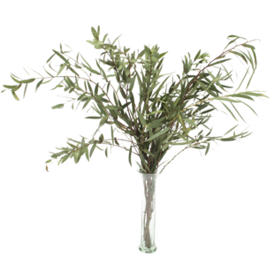Verse Eucalyptus Parvifolia groen