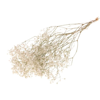 Dried gypsophilia