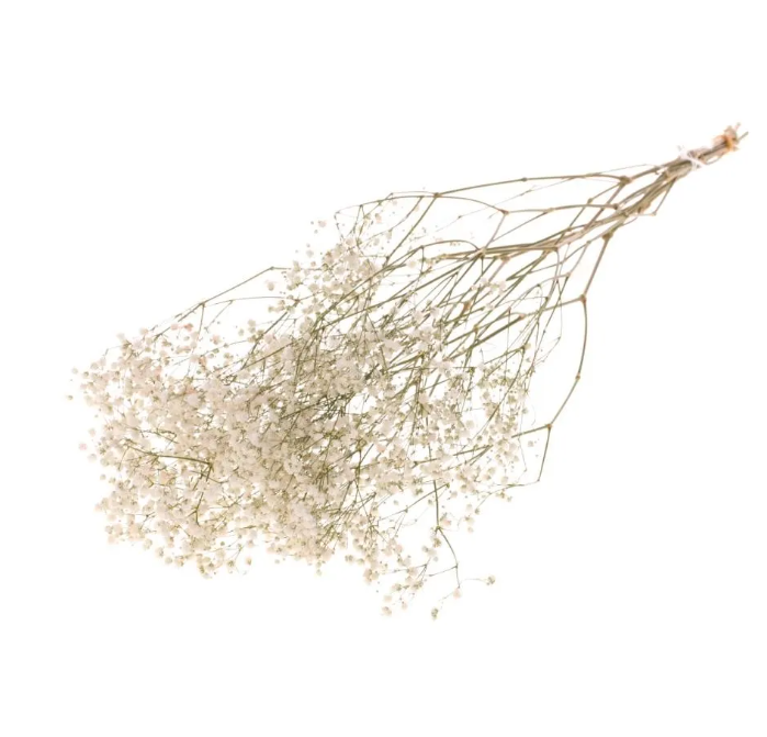 Dried Baby's Breath | Gypsophila dried flowers