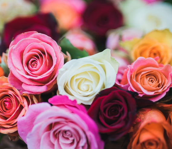 Verse rozen kopen. Rozen direct van de kweker. Rozen in alle kleuren.