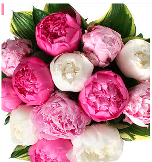 Fresh peony, when spring is in the air and summer beckons...