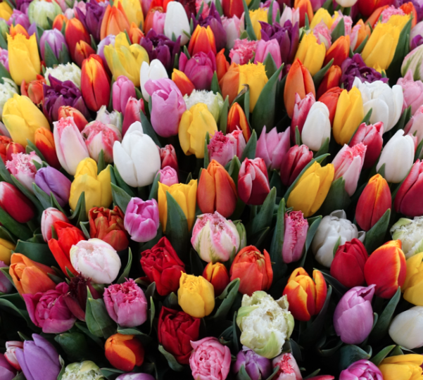 Fresh tulips, directly from the grower. In all kinds of colors and lengths.