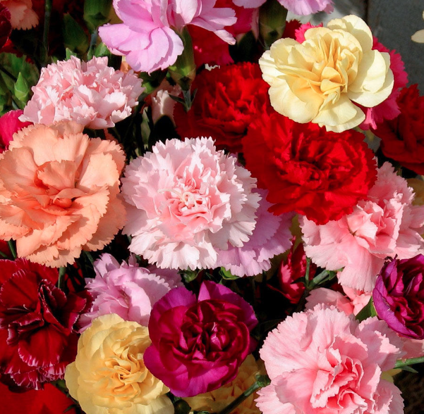 Buy fresh carnations? A wide range of fresh carnations in all kinds of colors every day.