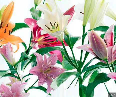 Fresh lilies, directly from the grower. In all kinds of colours.