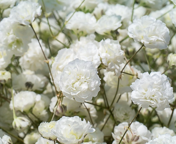 Fresh gypsophila, directly from the grower. In various types and colours.