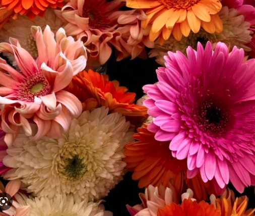 Fresh gerberas, directly from the grower. In various types and colours.