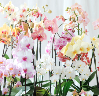 Verse phalaenopsis, florale vlinders in je vaas.