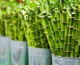 Dracaena Sanderiana "Lucky Bamboo": Een Unieke Woondecoratie en Symbolisch Cadeau