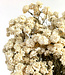 Witte Achillea Ptarmica droogbloemen | Lengte 40 centimeter | Per bos verkrijgbaar