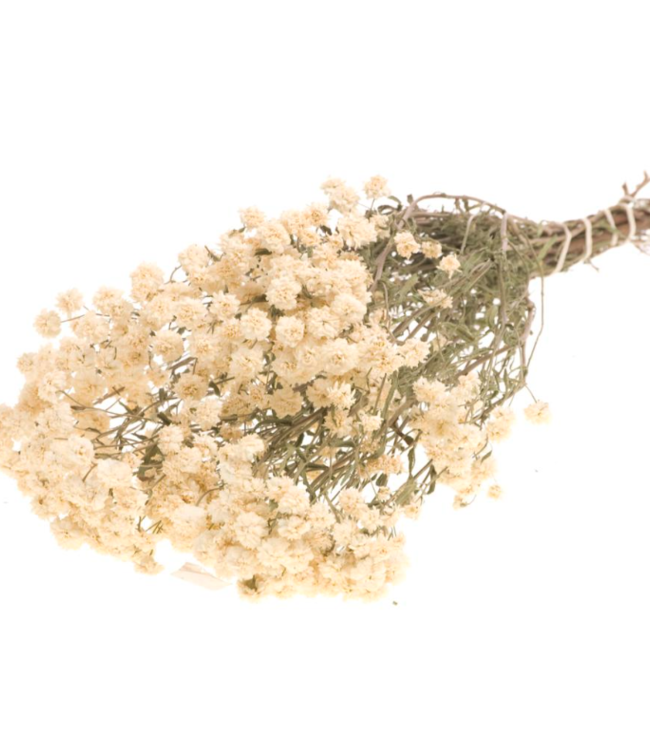 Witte Achillea Ptarmica droogbloemen | Lengte 40 centimeter | Per bos verkrijgbaar