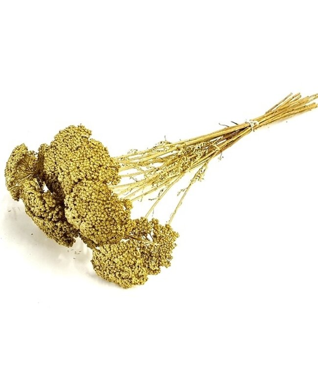 Goldene Achillea Parker Trockenblumen | 10 Stiele pro Strauß | Länge 65 Zentimeter