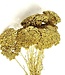 Golden Achillea Parker dried flowers | 10 stems per bunch | Length 65 centimetres