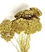Goudkleurige Achillea Parker droogbloemen | 10 stelen per bos | Lengte 65 centimeter