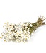 White Rhodante dried flowers | ± 35 flowers per bunch | Length 45 centimetres
