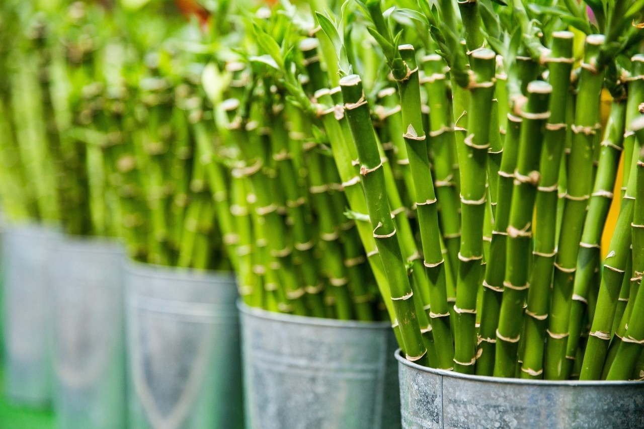 Tout savoir sur le Dracaena sanderiana "Lucky Bamboo" frais