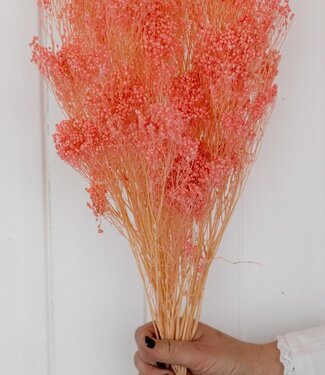 Fleur de genêt séchée bouquet de conserves rose blanchi