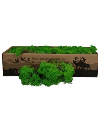 Light green reindeer moss | decorative moss | Per 400 - 500 grams