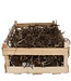 MyFlowers Dry deco Bonsai wood/box 60*40 centimeters (x1)