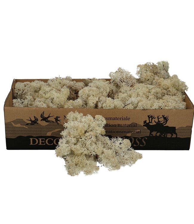 Wit naturel rendiermos | decoratie mos | Per 400 - 500 gram