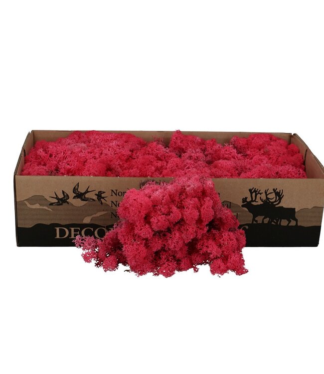 Fuchsia reindeer moss | decorative moss | Per 400 - 500 grams