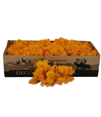 MyFlowers Yellow reindeer moss | decorative moss | Per 400 - 500 grams