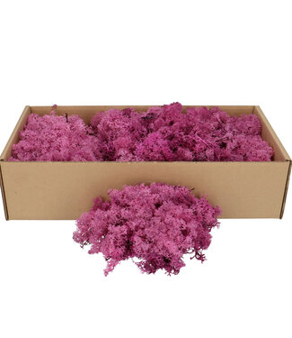Lilac reindeer moss | decorative moss | Per 400 - 500 grams