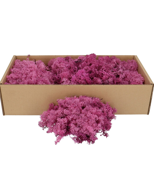 Mousse de renne lilas | mousse décorative | Par 400 - 500 grammes
