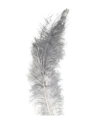 Gray Feather Ostrich 55 centimeters (x5)