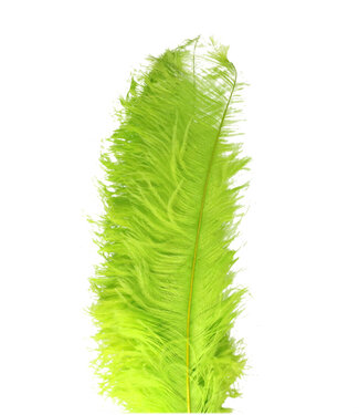 Green Feather Ostrich 55 centimeters (x5)