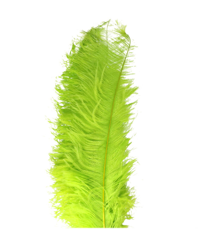 Green Feather Ostrich 55 centimeters | Per 5 pieces
