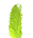 Green Feather Ostrich 55 centimeters (x5)