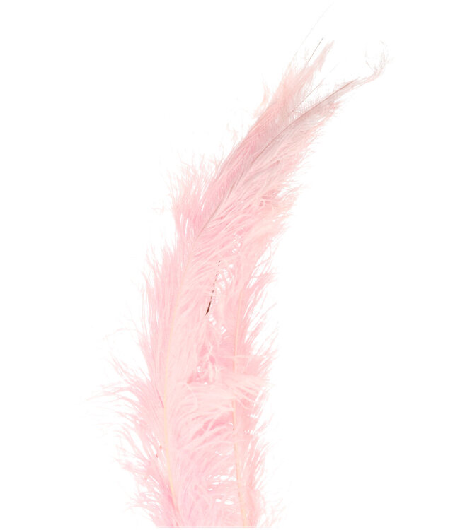 Light pink Feathers Ostrich 55 centimeters | Per 5 pieces