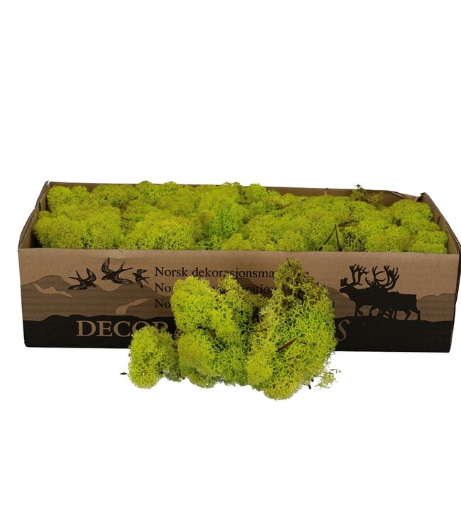 Appelgroen rendiermos | decoratie mos | Per 400 - 500 gram