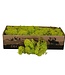 MyFlowers Appelgroen rendiermos | decoratie mos | Per 400 - 500 gram