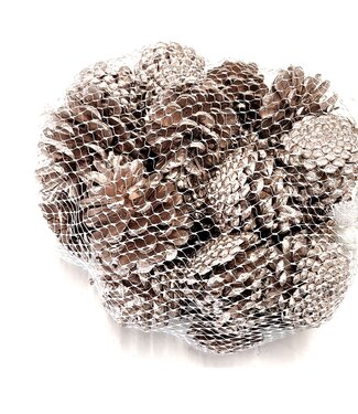 Pine cones | packaged per 500g | Champagne (x4)