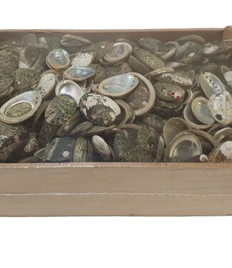 Halliothus shells | packed per 1250 grams (x1)