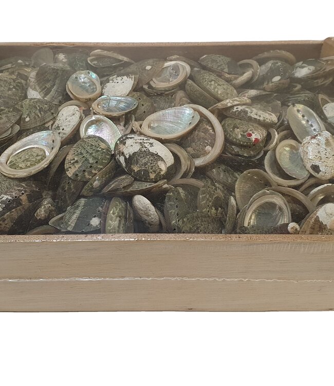 Coquilles d'Halliothus | emballées par 1250 grammes (x1)