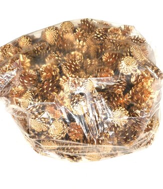 Pine cones | per 10 kg in bag | Antique Gold (x1)