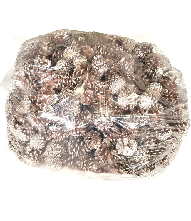 Pine cones | per 10 kg in bag | Colour: Champagne (x1)