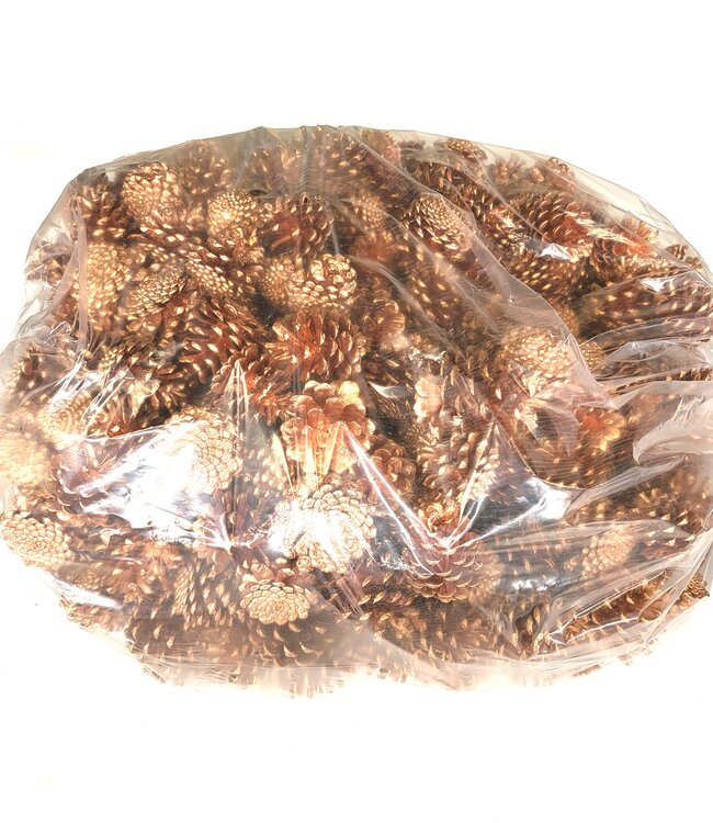 Pine cones | per 10 kg in bag | Colour: Copper-coloured (x1)