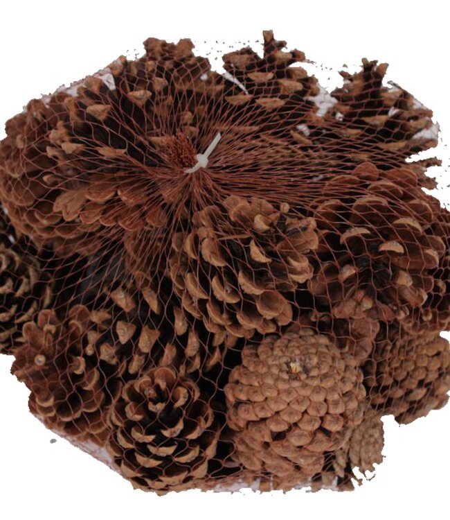 Pine cones | per 500 g packed | Colour: Natural (x4)