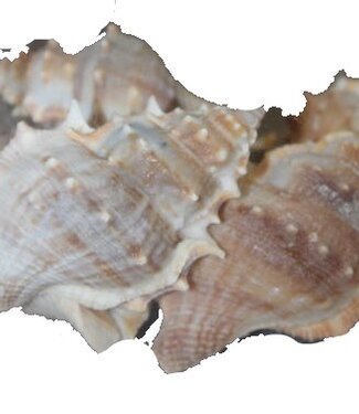 White Chimmam shells | packed per kilo (x2)